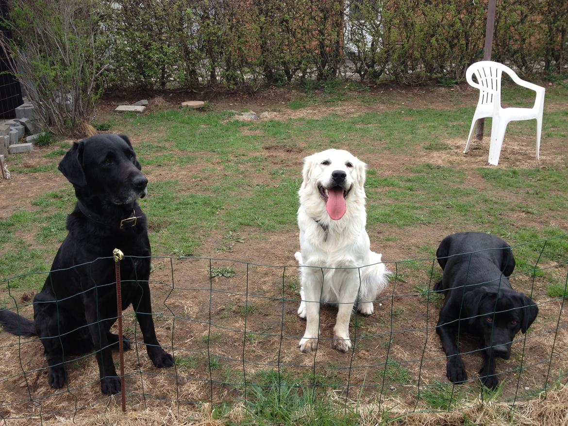 Golden retriever Hubert billede 12