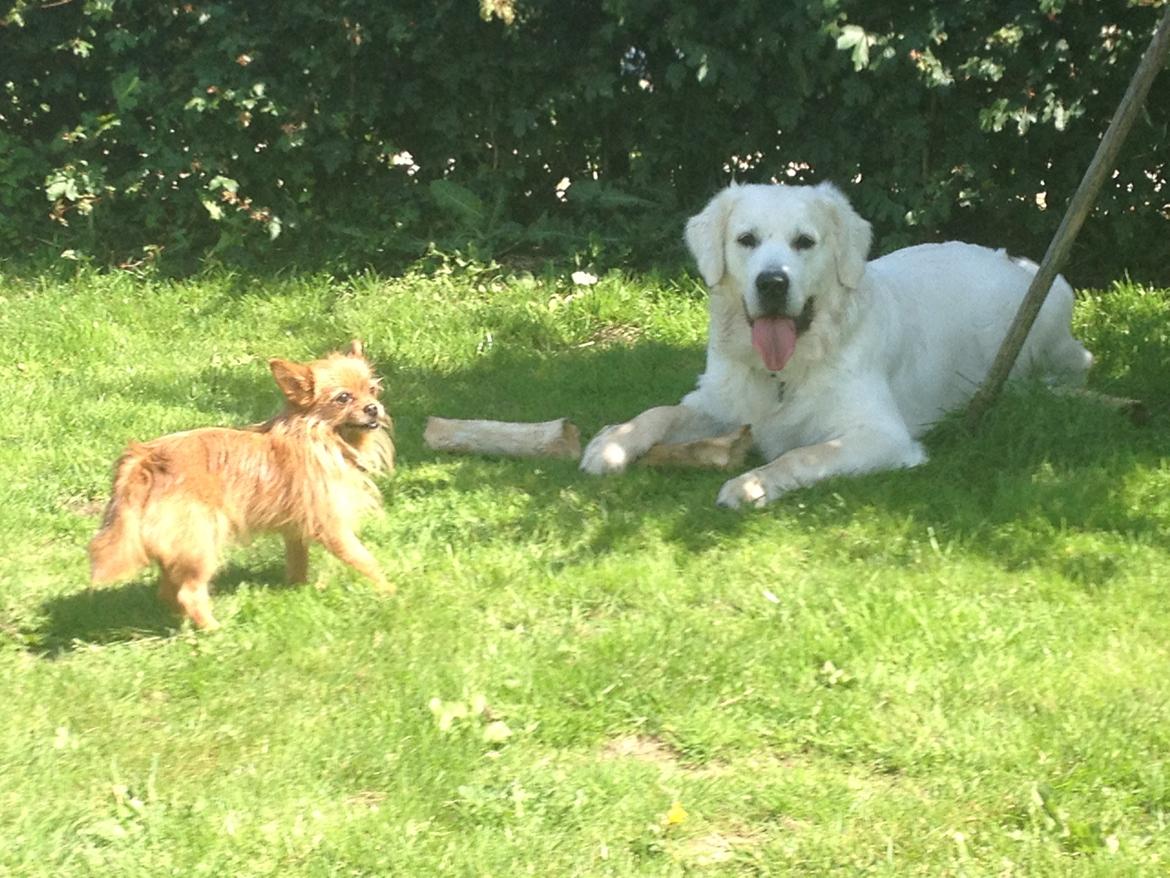 Golden retriever Hubert billede 15