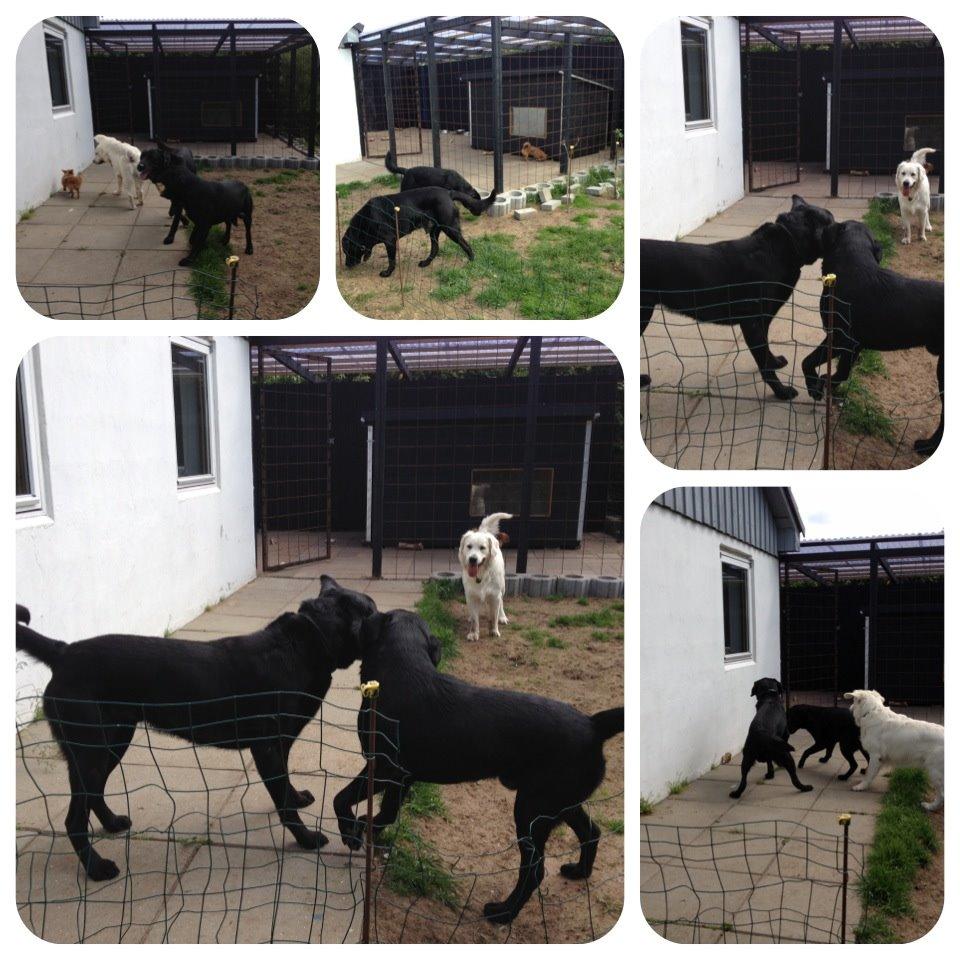 Golden retriever Hubert billede 16