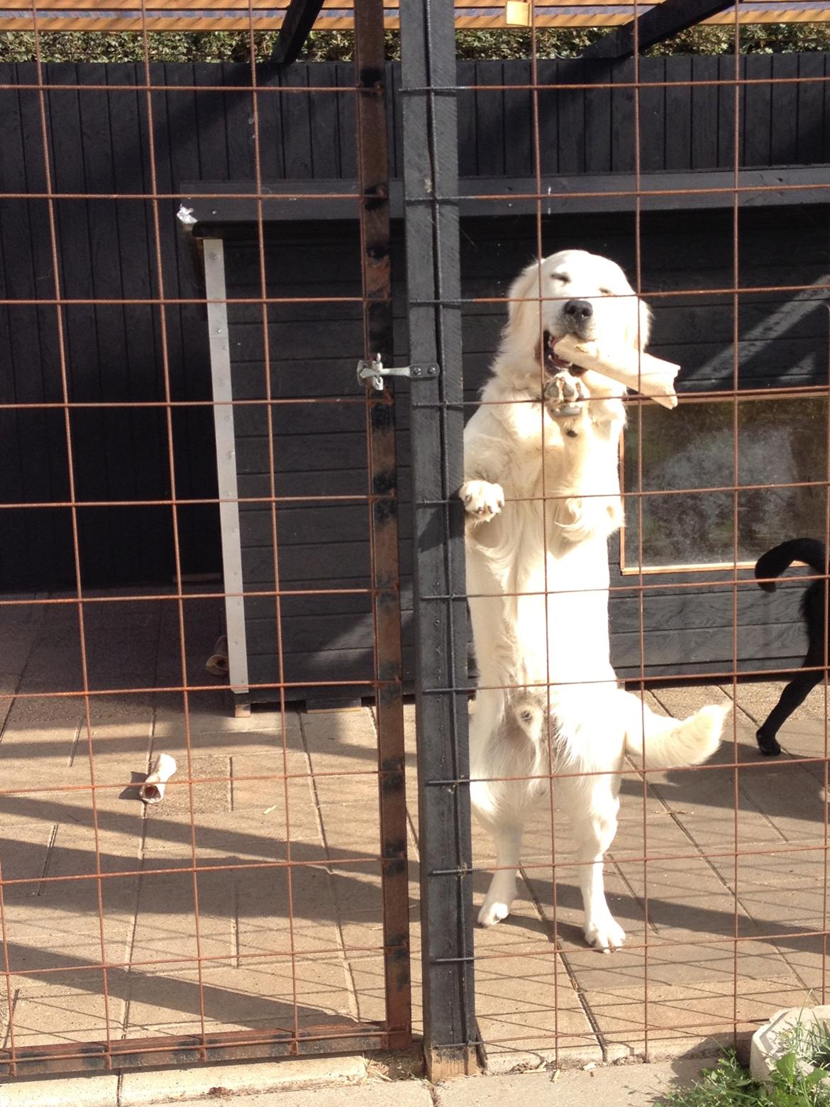 Golden retriever Hubert billede 17