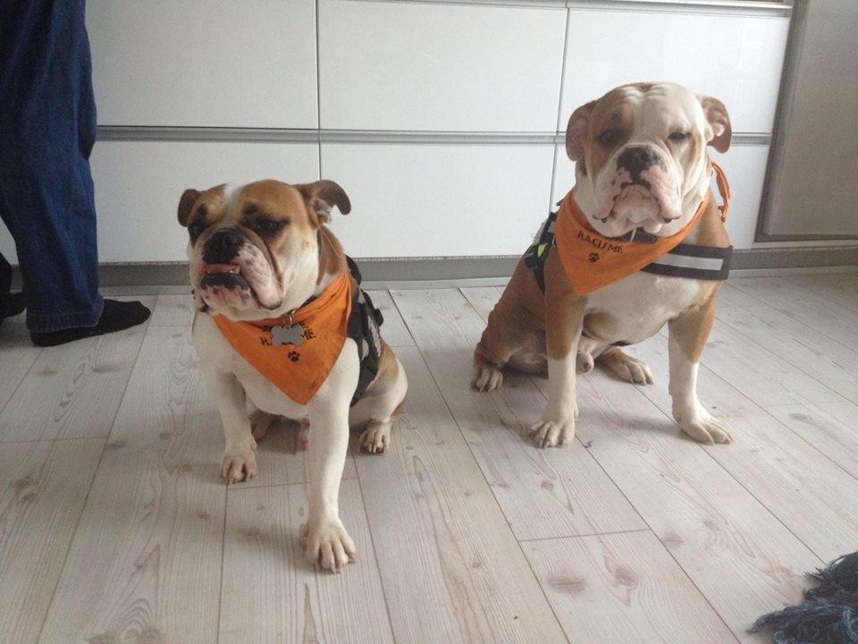 Blanding af racer William billede 34