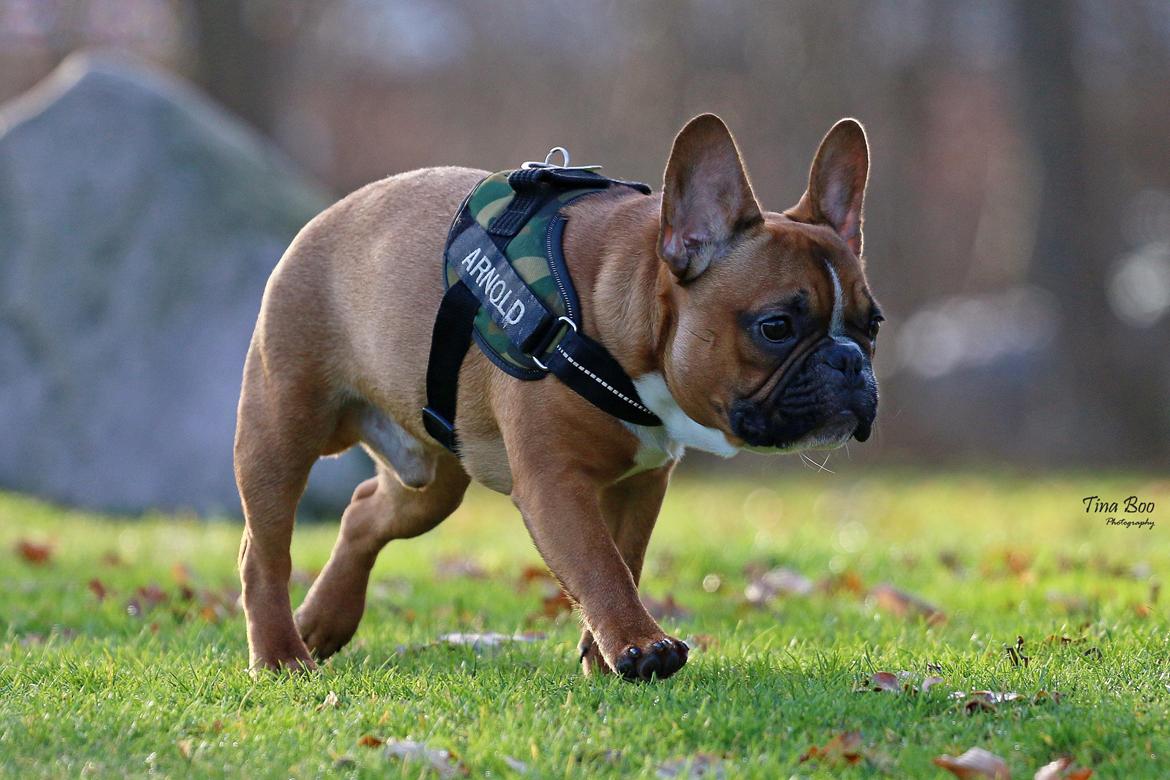 Fransk bulldog Arnold - Foto: Tina Boo billede 31