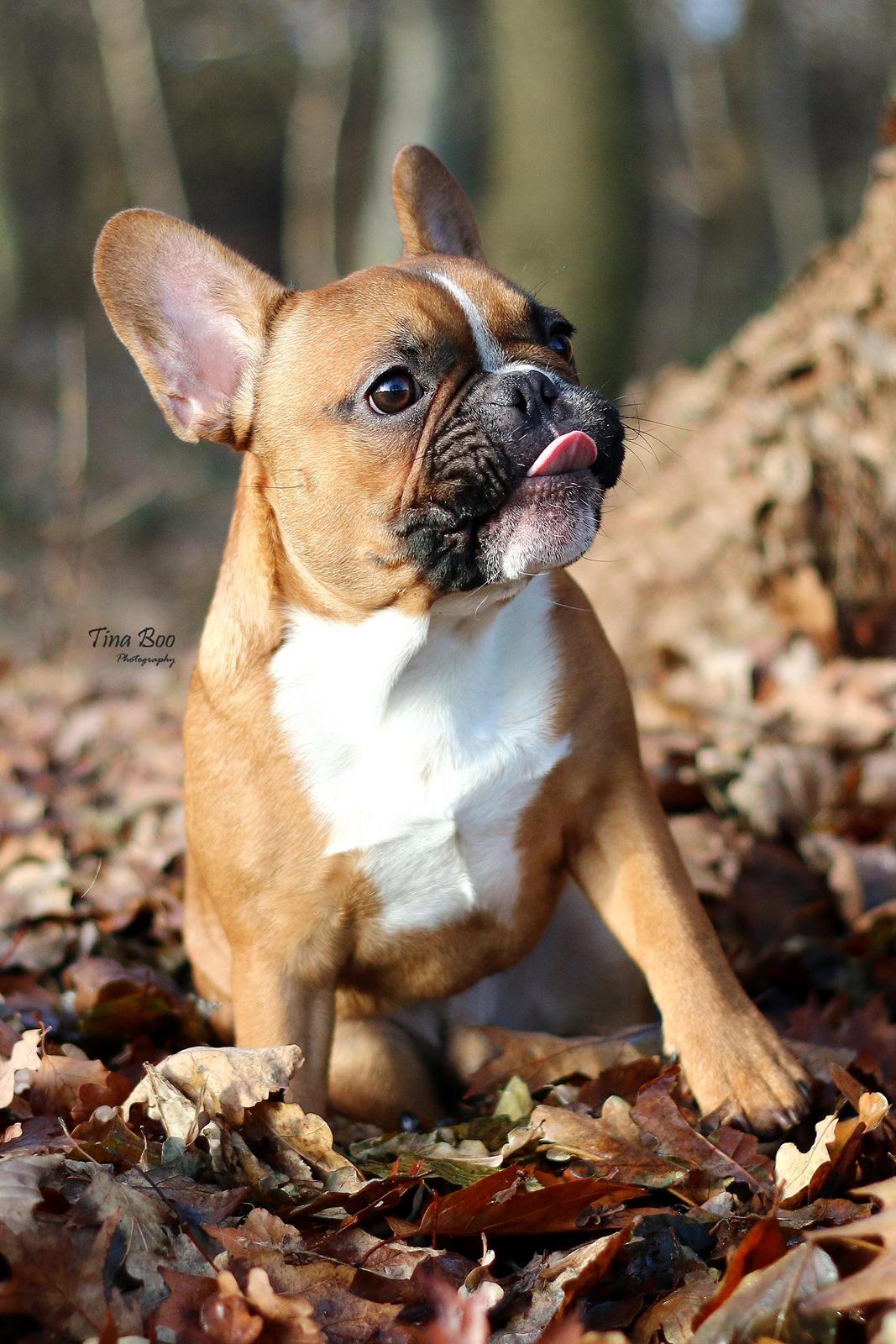 Fransk bulldog Arnold - Foto: Tina Boo billede 30