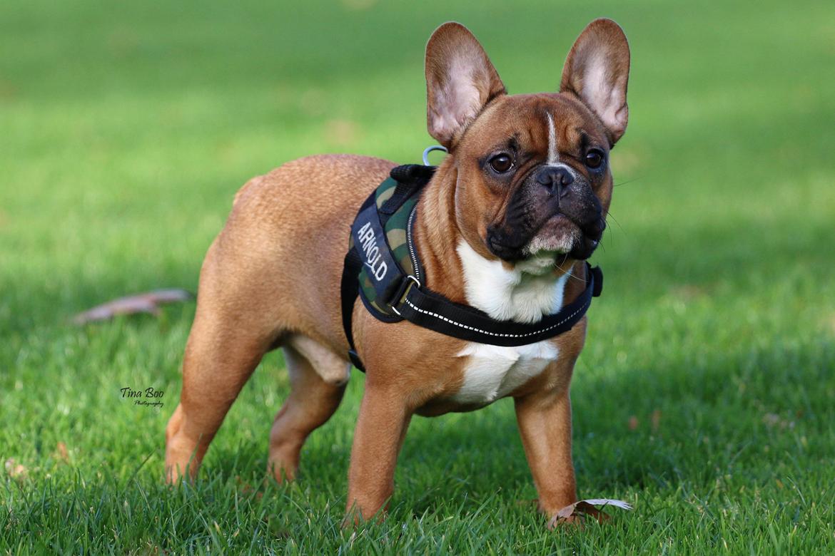 Fransk bulldog Arnold billede 27