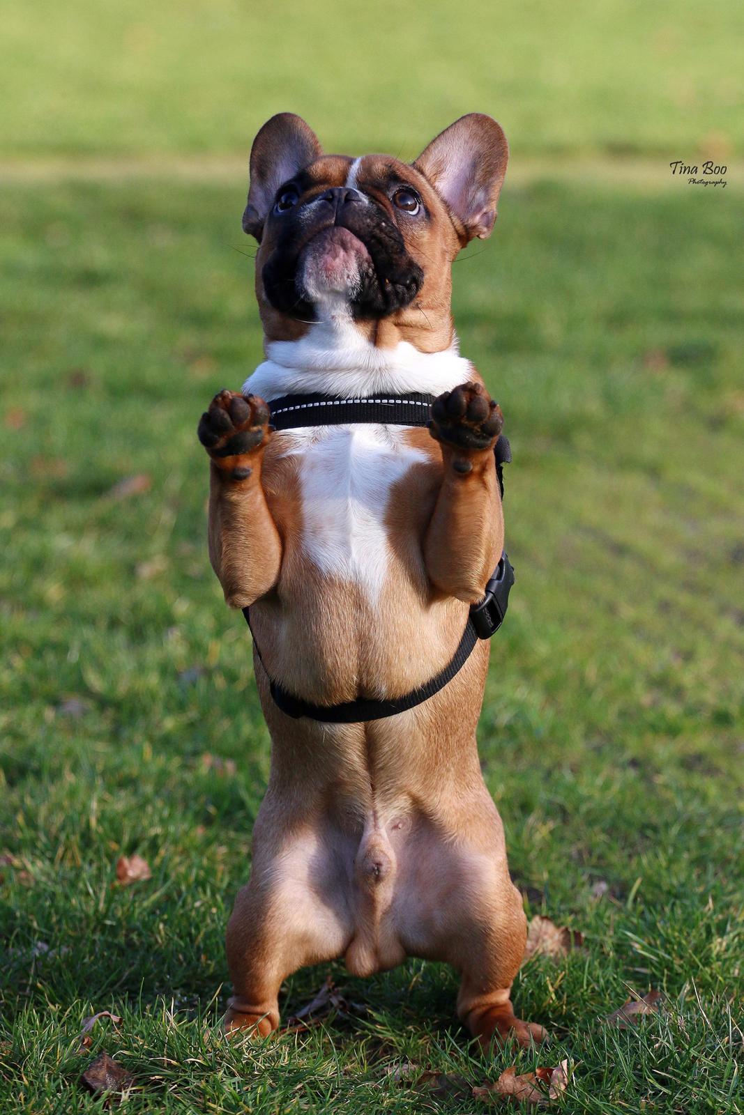 Fransk bulldog Arnold - Foto: Tina Boo billede 29