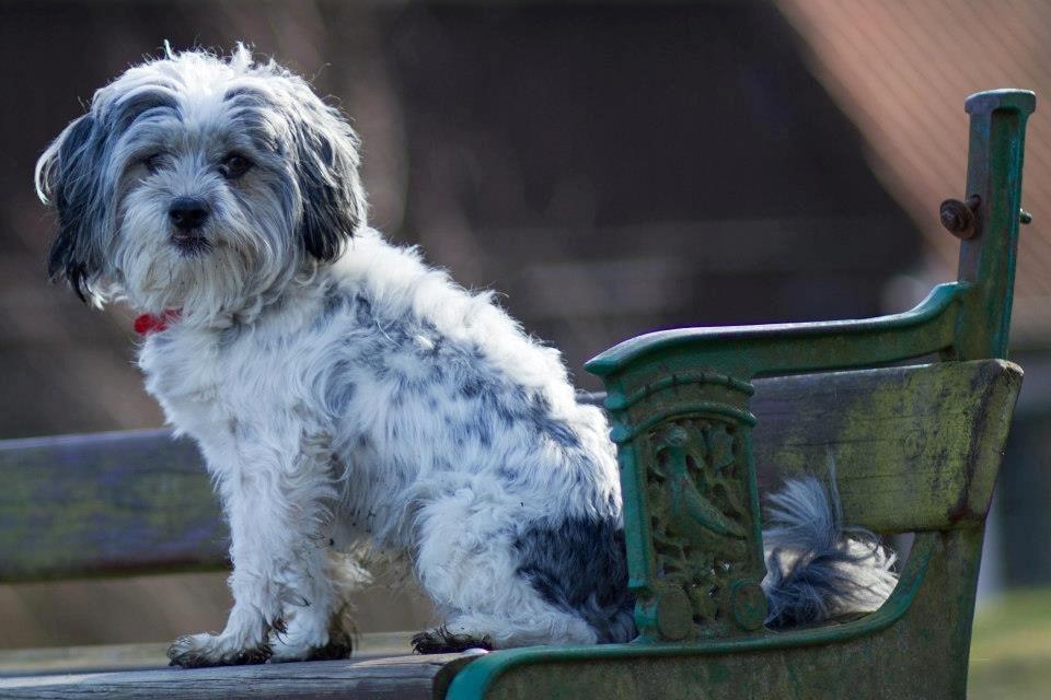 Blanding af racer Harley billede 8