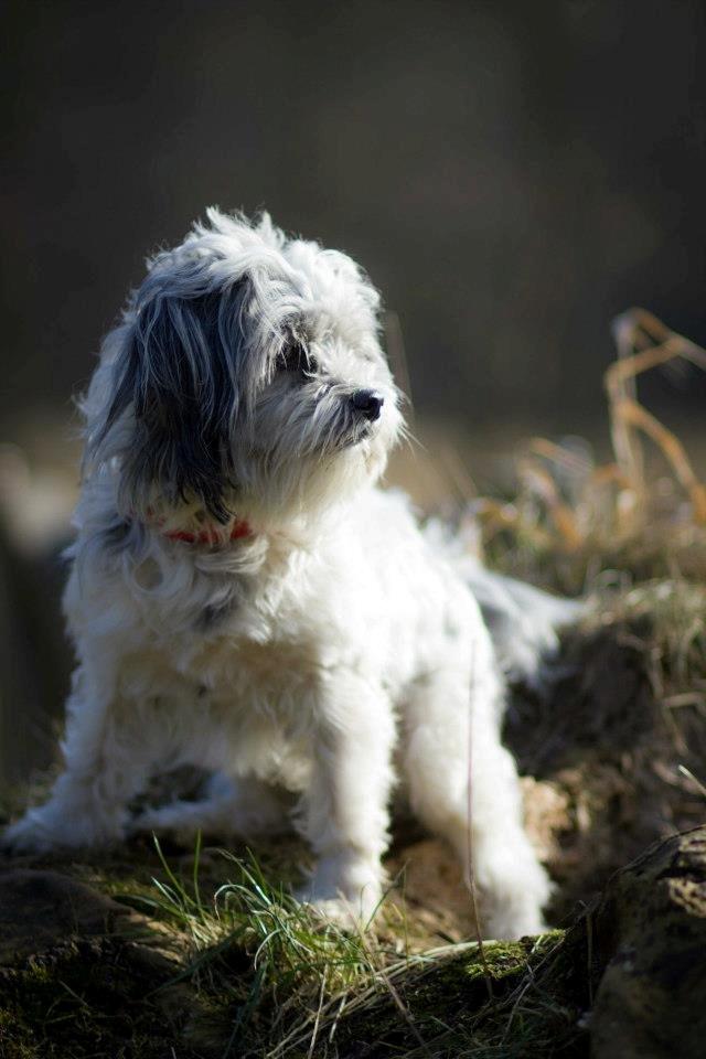 Blanding af racer Harley billede 9