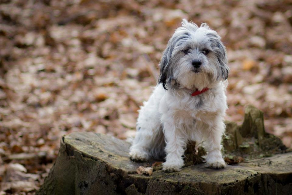 Blanding af racer Harley billede 10