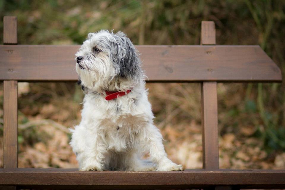 Blanding af racer Harley billede 11