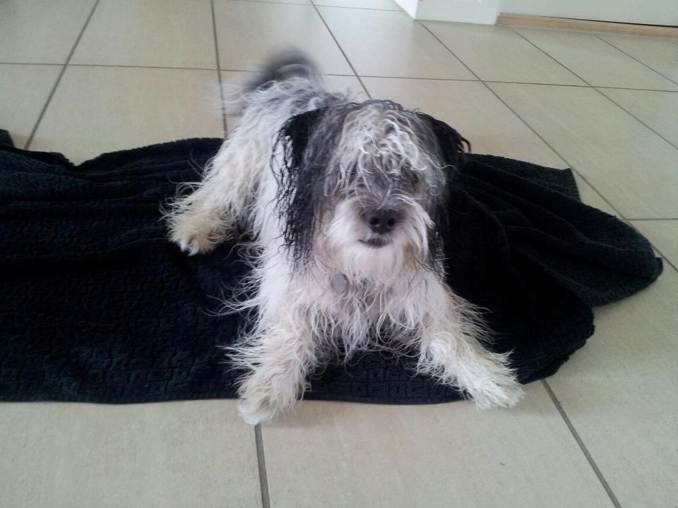 Blanding af racer Harley billede 12