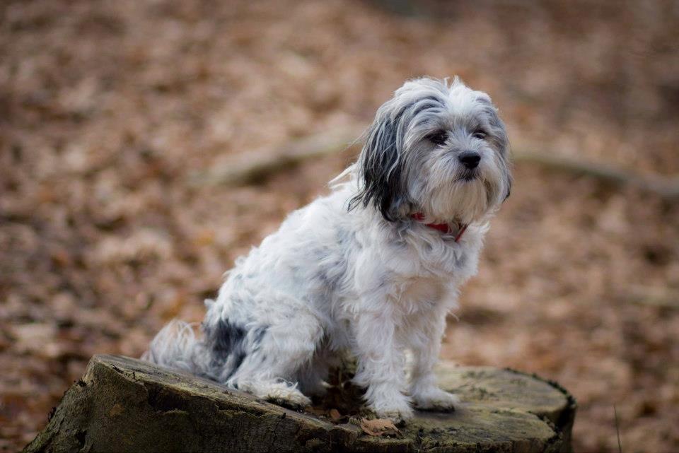 Blanding af racer Harley billede 13