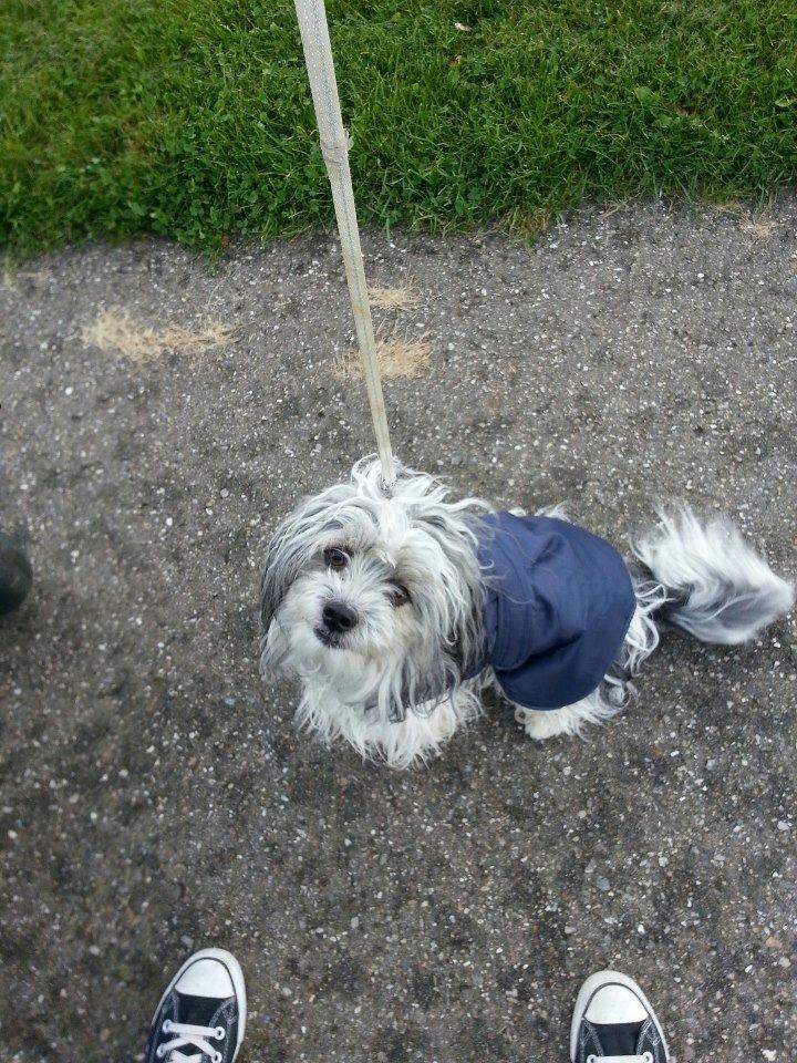 Blanding af racer Harley billede 14