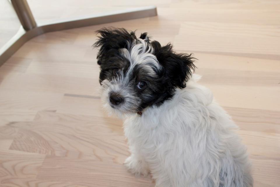 Blanding af racer Harley billede 6