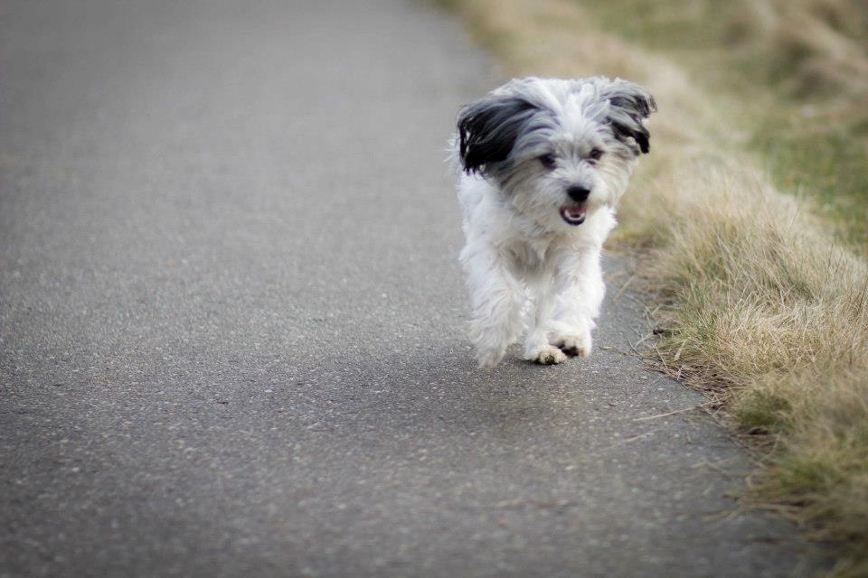 Blanding af racer Harley billede 7