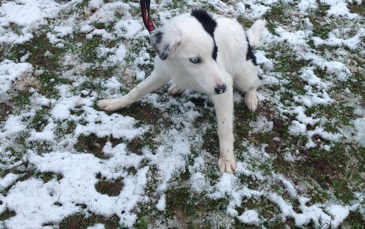 Border collie Luna billede 8