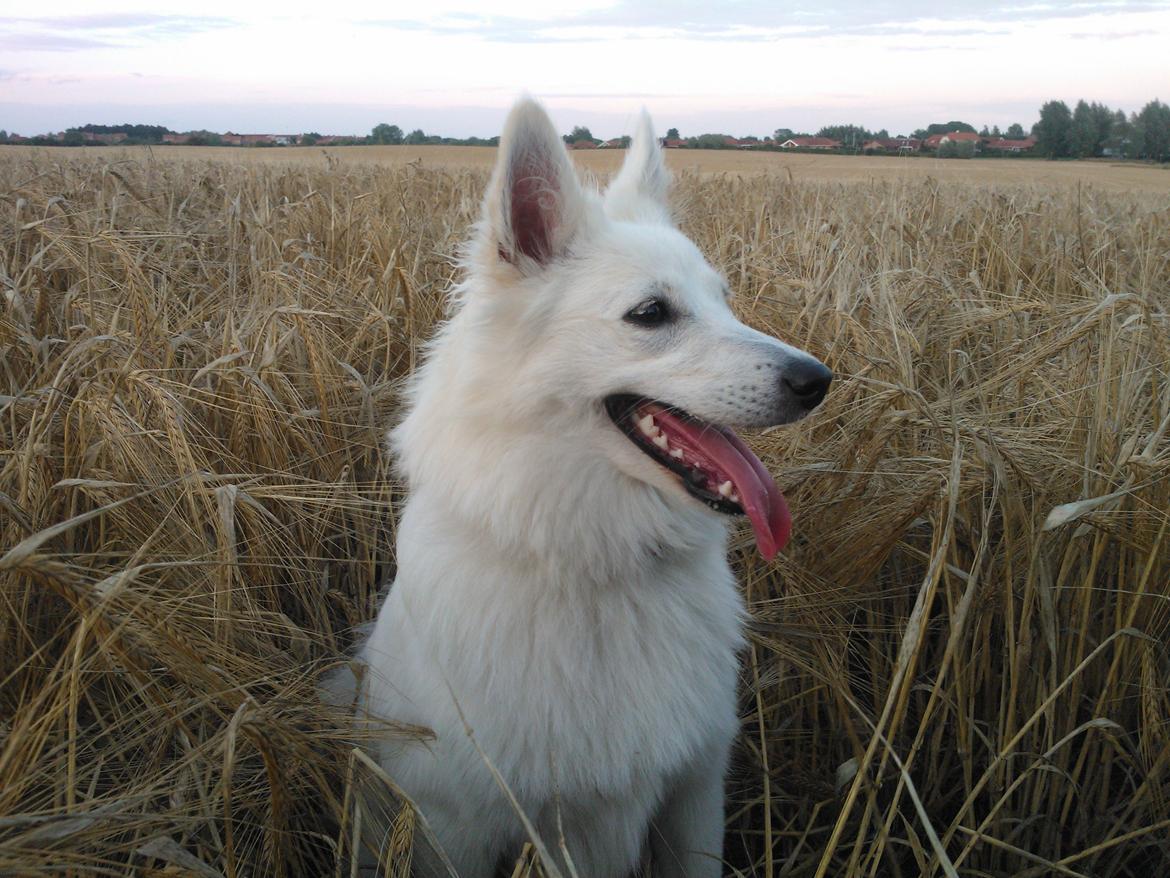 Dansk Spids Alma billede 10