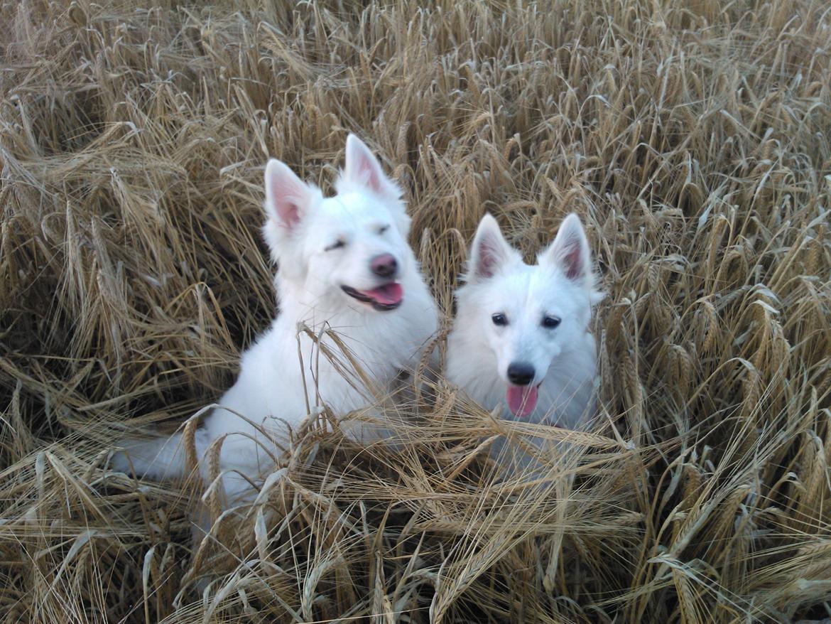 Dansk Spids Alma billede 11