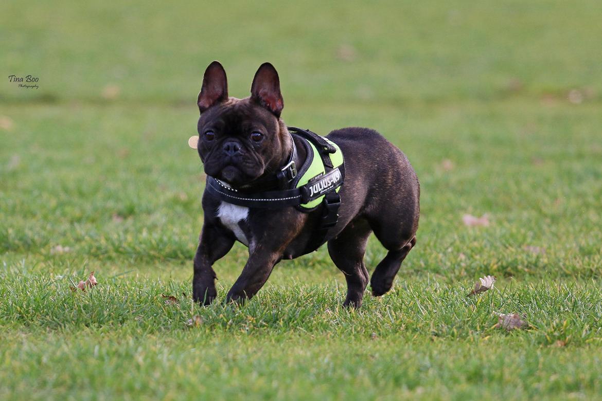 Fransk bulldog Dixie - Dixie 1år 
(Foto taget af Tina Boo) billede 20