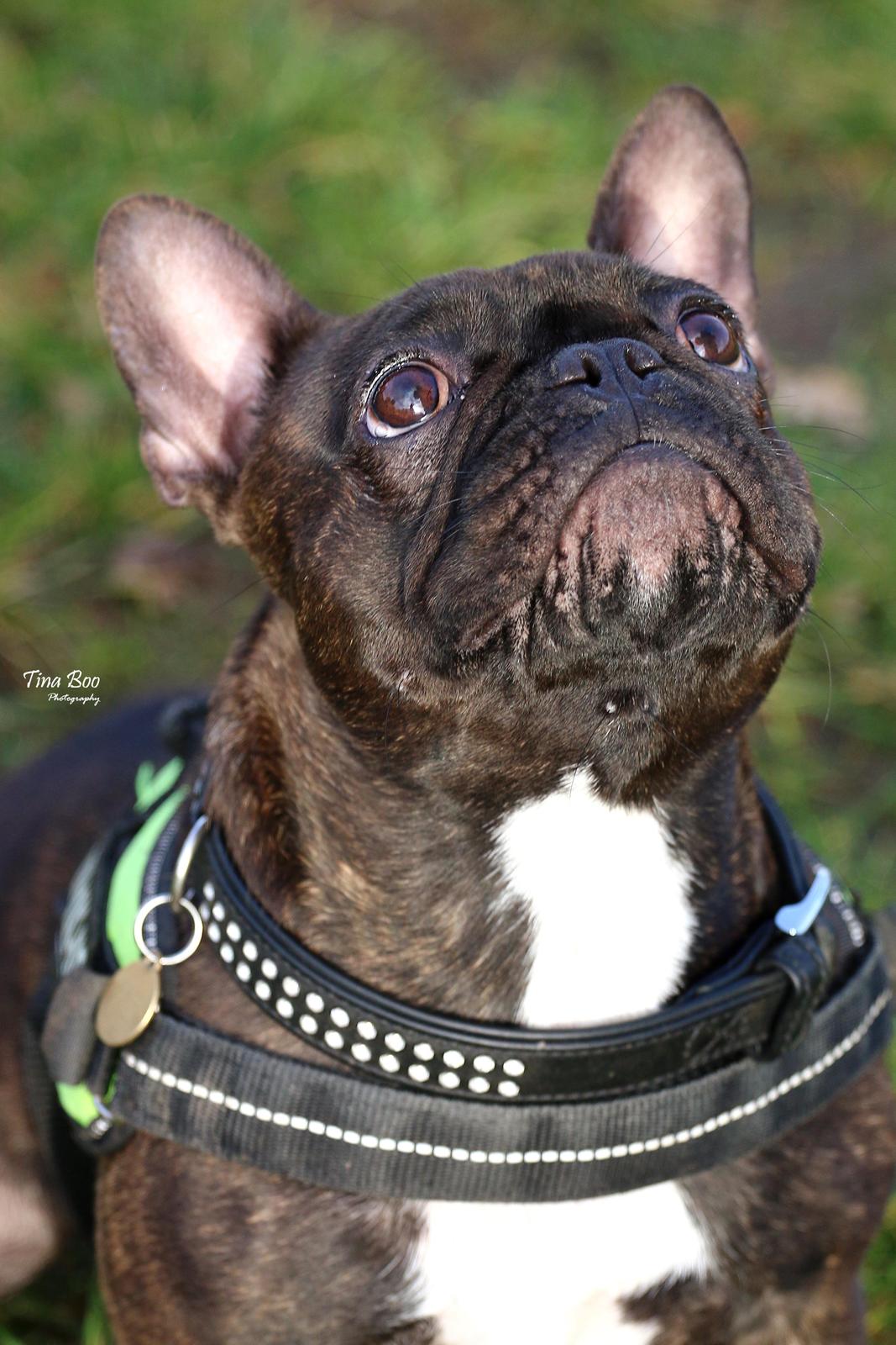 Fransk bulldog Dixie - Dixie 1år 
(Foto taget af Tina Boo) billede 22