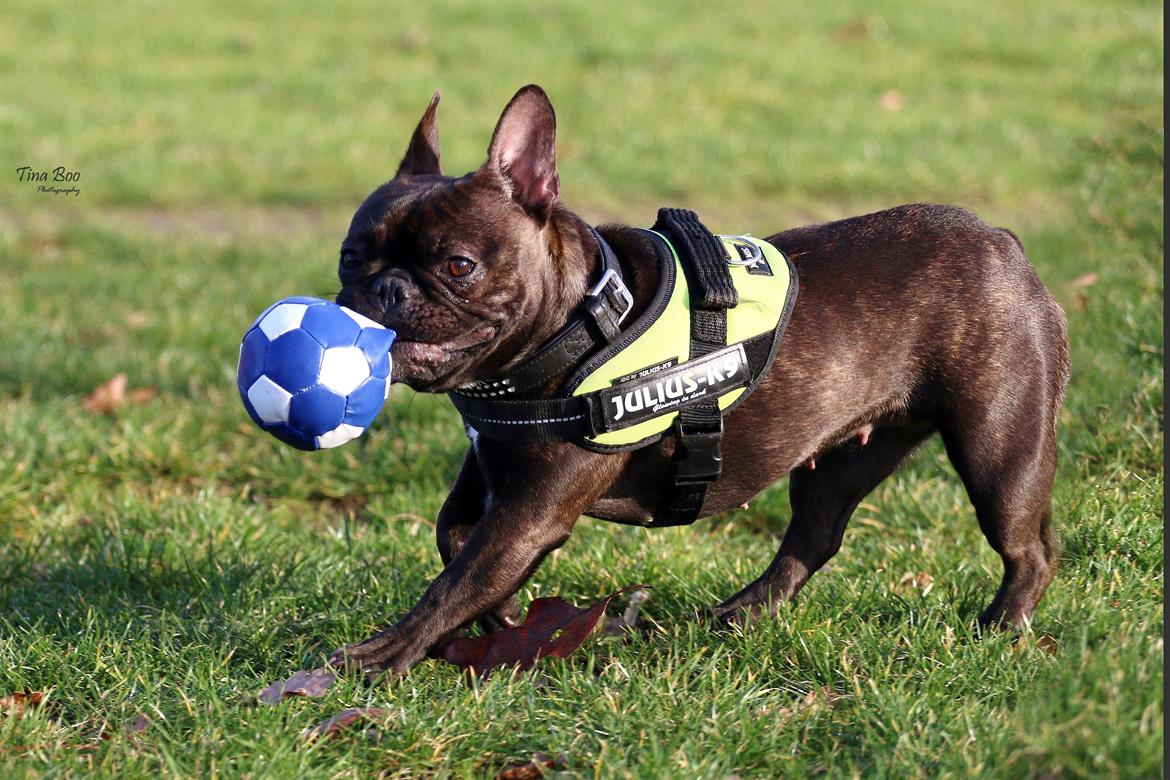 Fransk bulldog Dixie - Dixie 1år 
(Foto taget af Tina Boo) billede 21