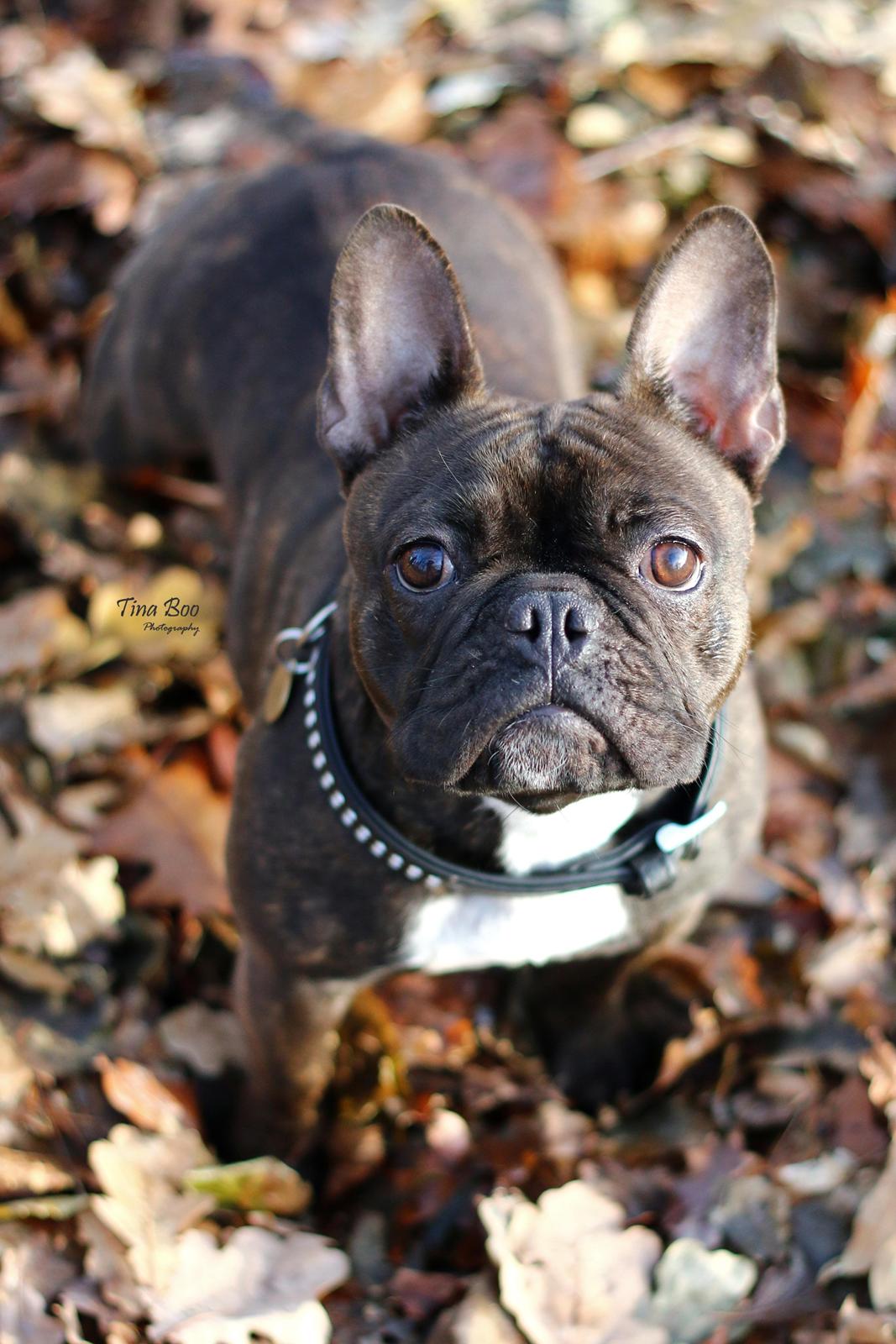 Fransk bulldog Dixie - Dixie 1år 
(Foto taget af Tina Boo) billede 13