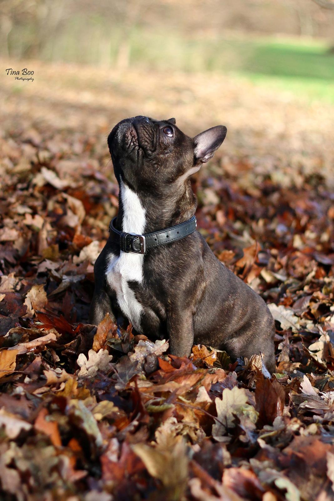 Fransk bulldog Dixie - Dixie 1år 
(Foto taget af Tina Boo) billede 3