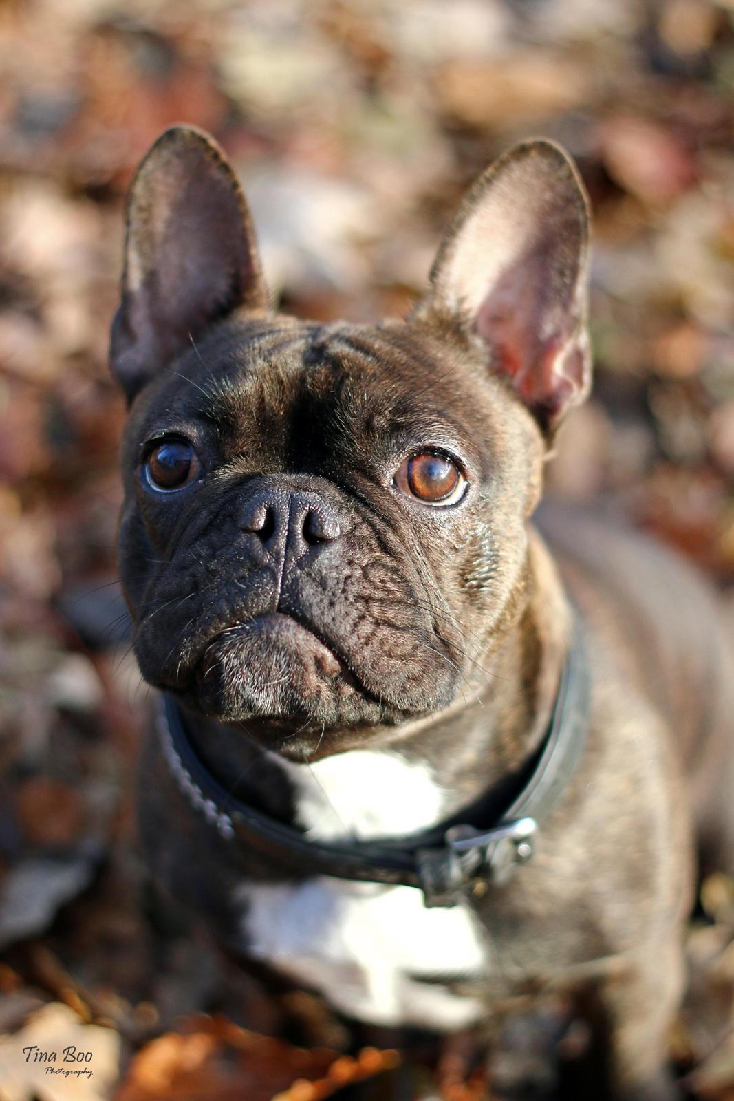 Fransk bulldog Dixie - Dixie 1år 
(Foto taget af Tina Boo) billede 11