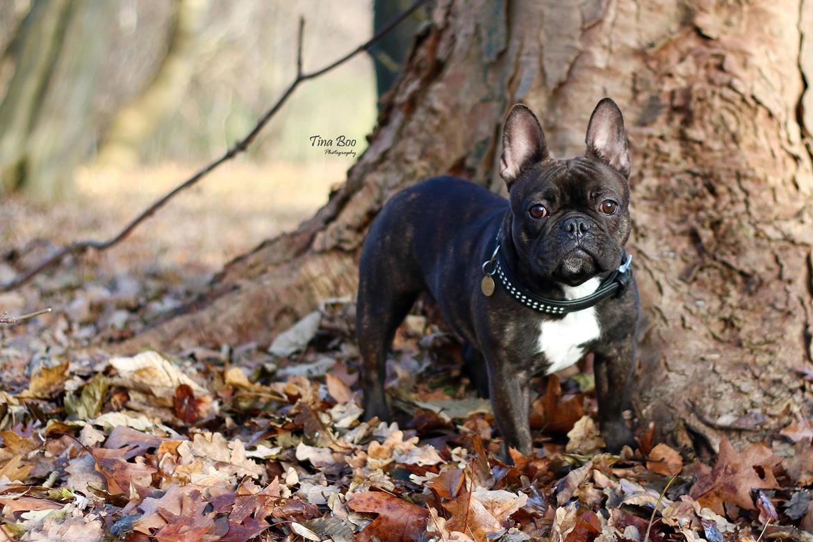 Fransk bulldog Dixie - Dixie 1år 
(Foto taget af Tina Boo) billede 7