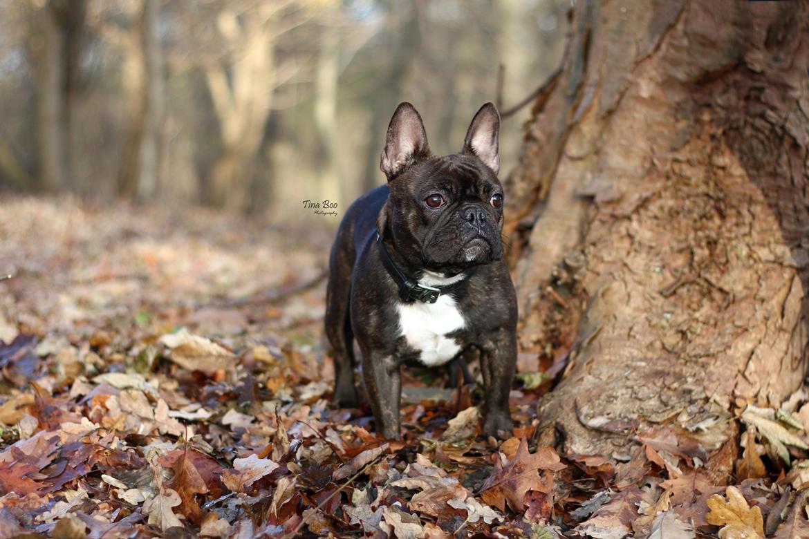 Fransk bulldog Dixie - Dixie 1år 
(Foto taget af Tina Boo) billede 10