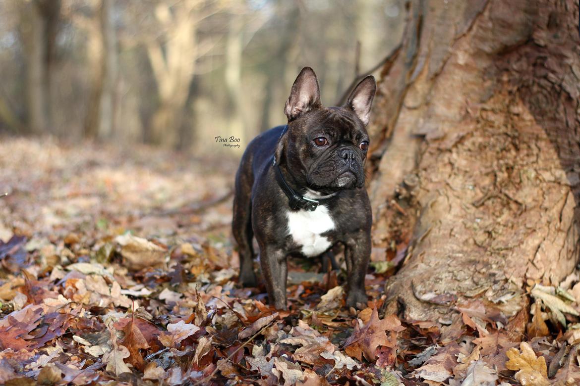 Fransk bulldog Dixie - Dixie 1år 
(Foto taget af Tina Boo) billede 9