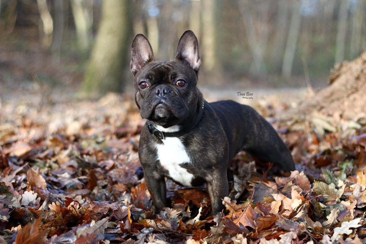 Fransk bulldog Dixie - Dixie 1år 
(Foto taget af Tina Boo) billede 6