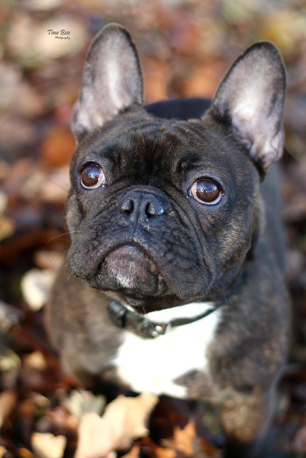 Fransk bulldog Dixie - Dixie 1år 
(Foto taget af Tina Boo) billede 15