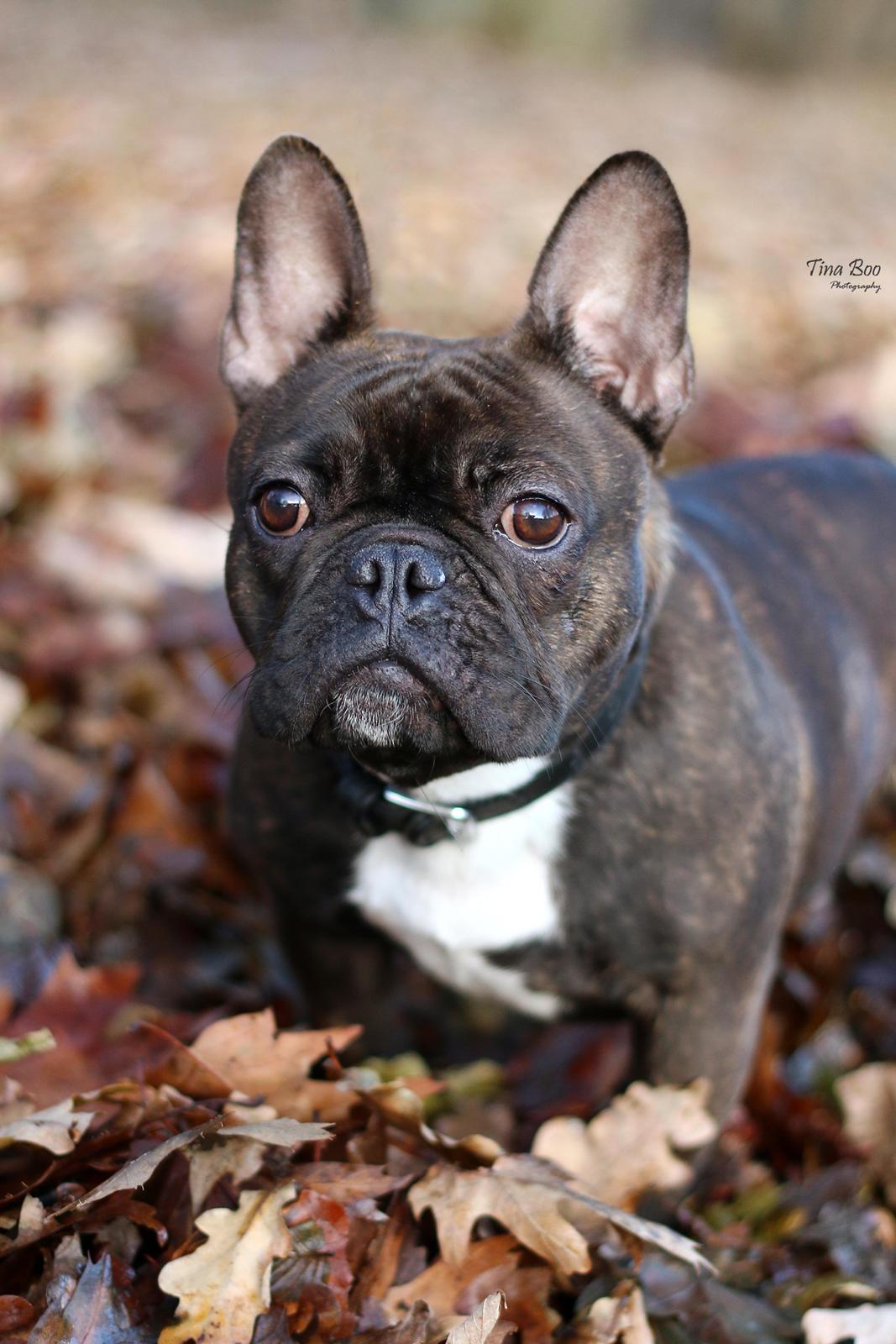 Fransk bulldog Dixie - Dixie 1år 
(Foto taget af Tina Boo) billede 16