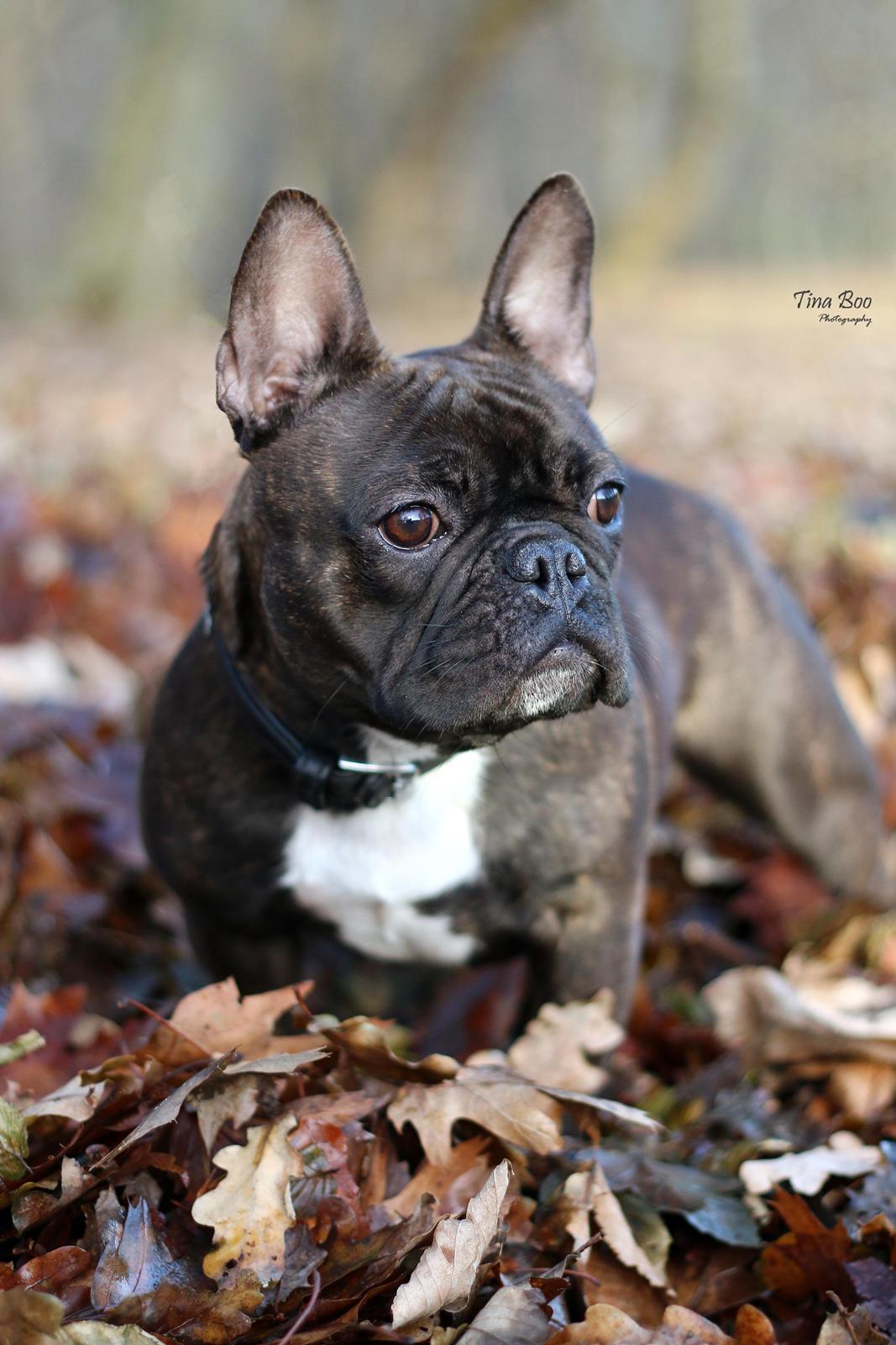 Fransk bulldog Dixie - Dixie 1år 
(Foto taget af Tina Boo) billede 14