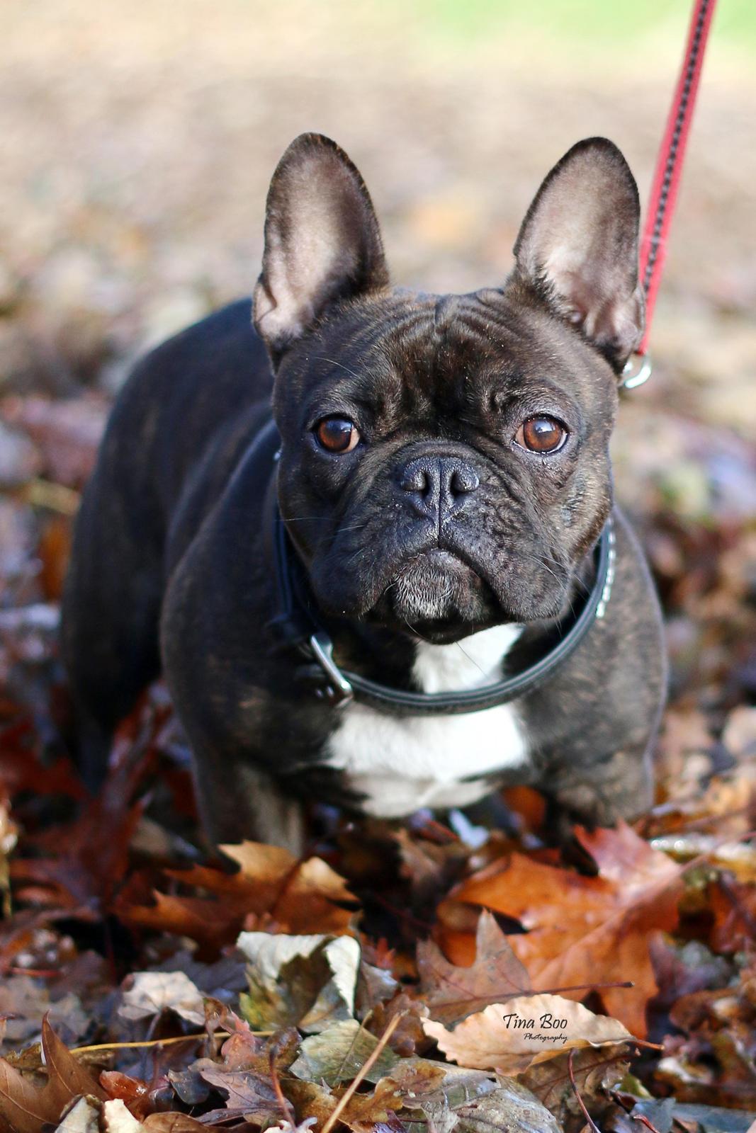 Fransk bulldog Dixie - Dixie 1år 
(Foto taget af Tina Boo) billede 19