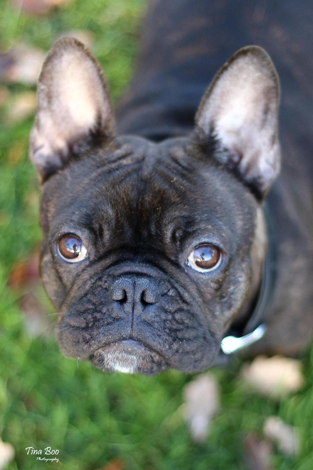 Fransk bulldog Dixie - Dixie 1år 
(Foto taget af Tina Boo) billede 18