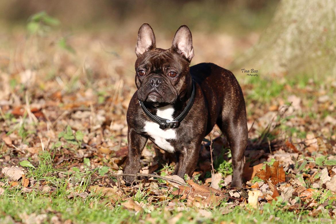 Fransk bulldog Dixie - Dixie 1år 
(Foto taget af Tina Boo) billede 4