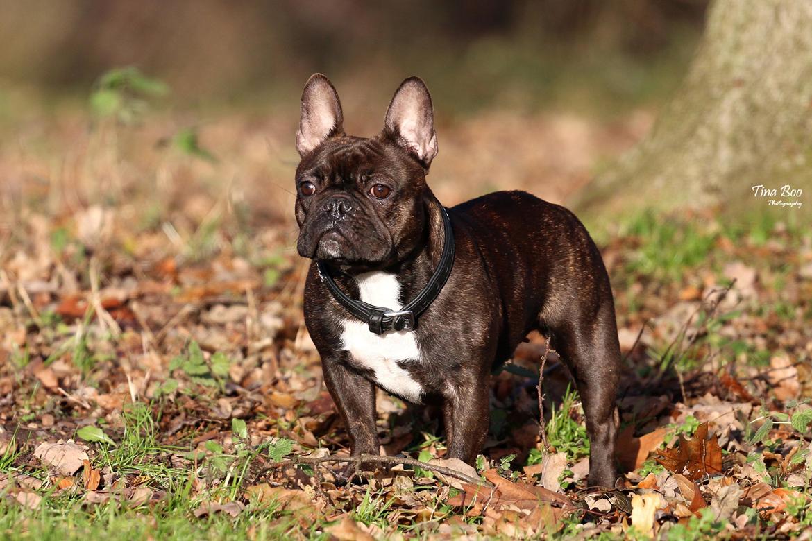 Fransk bulldog Dixie - Dixie 1år 
(Foto taget af Tina Boo) billede 17