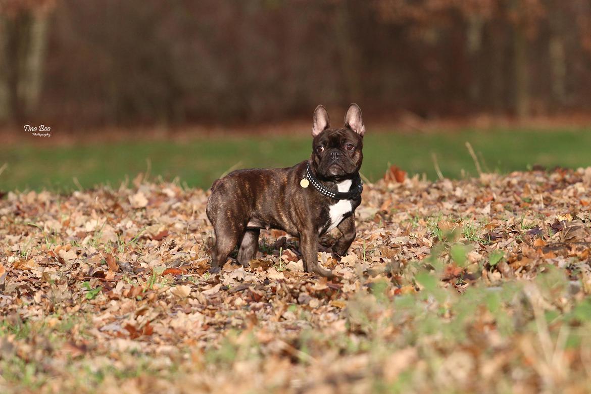 Fransk bulldog Dixie - Dixie 1år 
(Foto taget af Tina Boo) billede 2