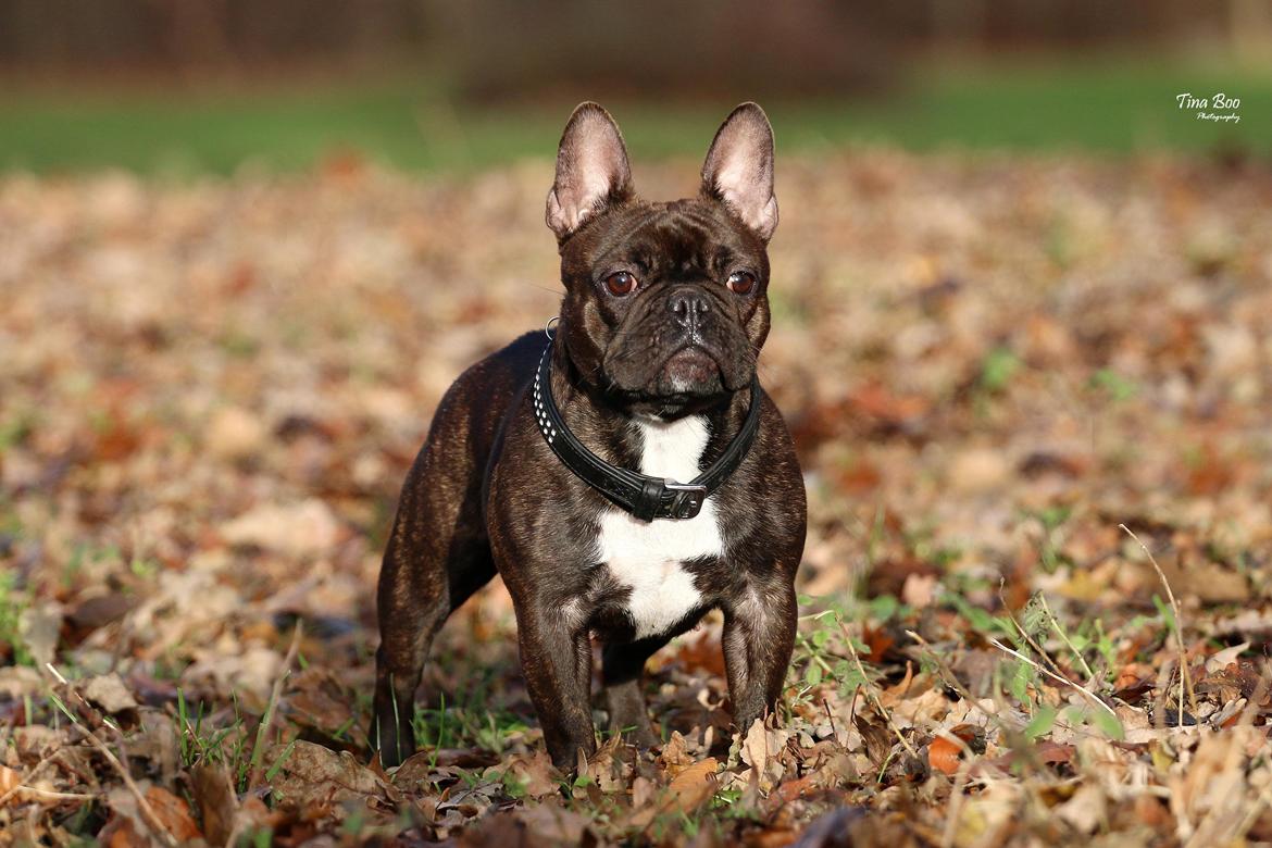 Fransk bulldog Dixie - Dixie 1år 
(Foto taget af Tina Boo) billede 12