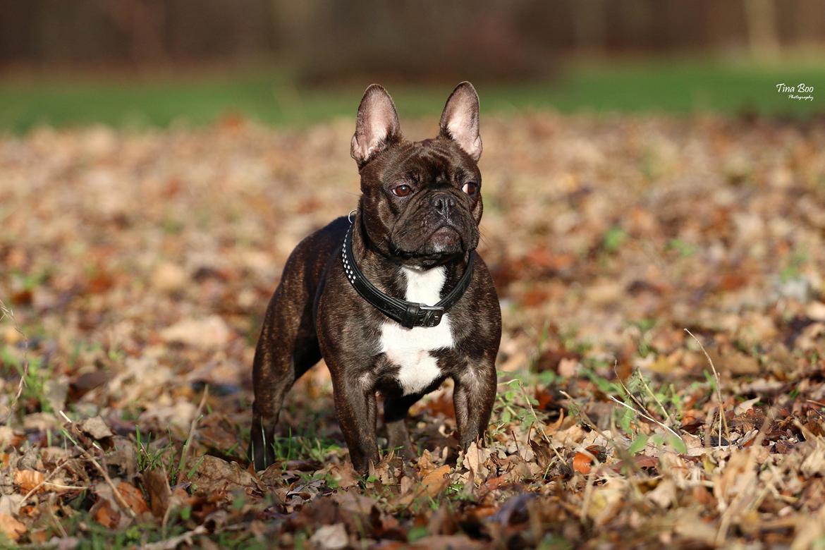 Fransk bulldog Dixie - Dixie 1år 
(Foto taget af Tina Boo) billede 5