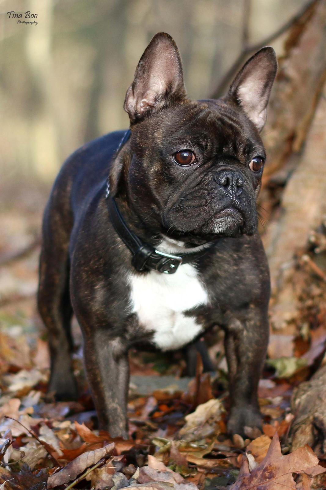 Fransk bulldog Dixie - Dixie 1år 
(Foto taget af Tina Boo) billede 8