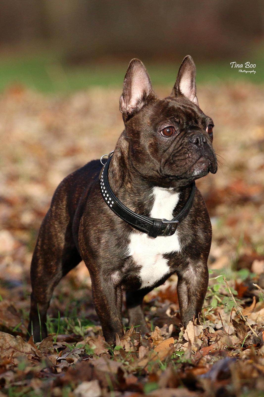 Fransk bulldog Dixie - Dixie 1år 
(Foto taget af Tina Boo) billede 1