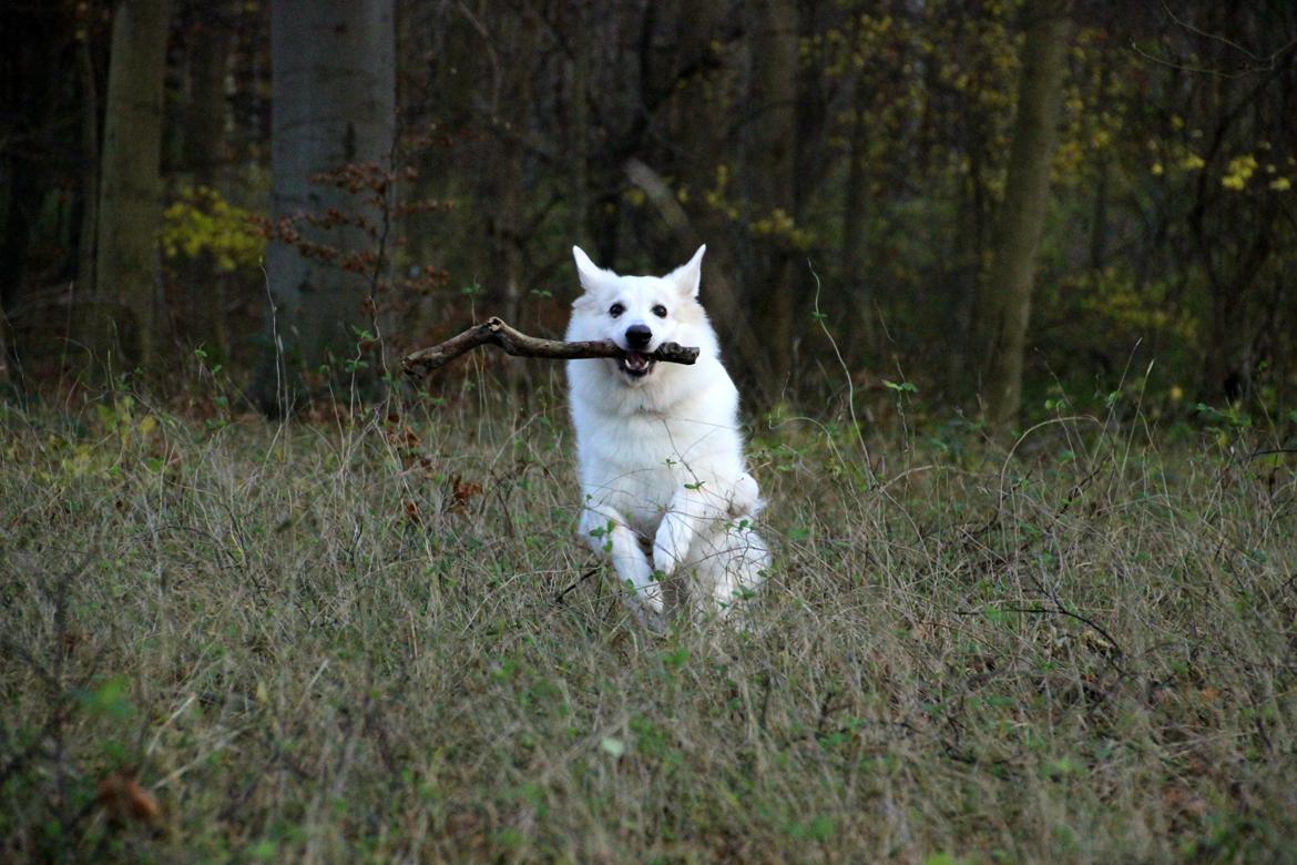 Hvid schæfer Niki billede 27