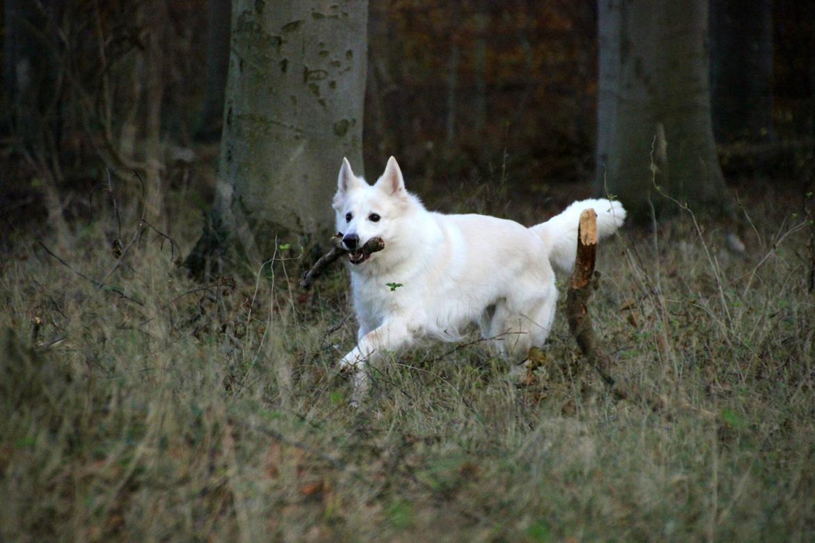 Hvid schæfer Niki billede 10