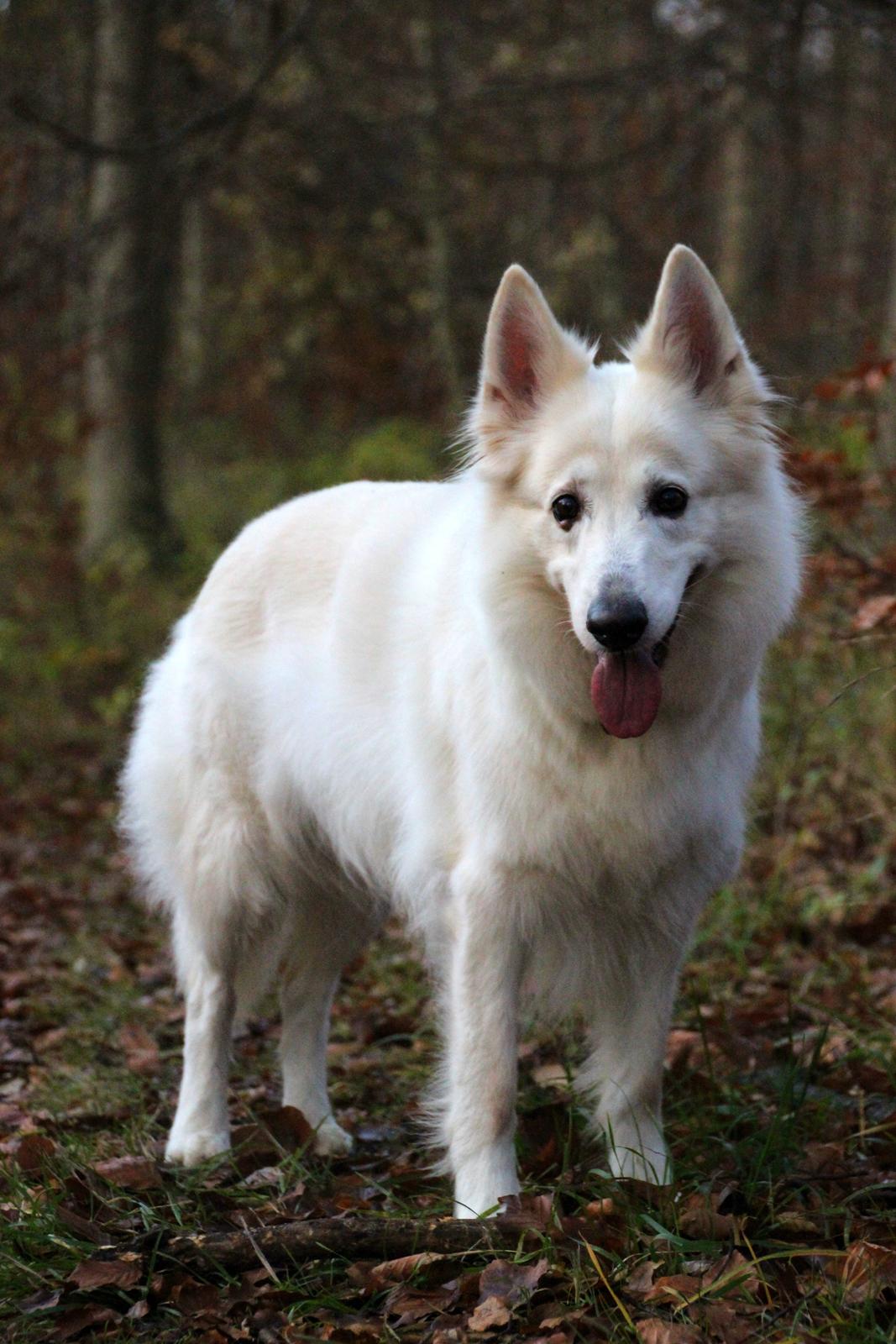 Hvid schæfer Niki billede 13