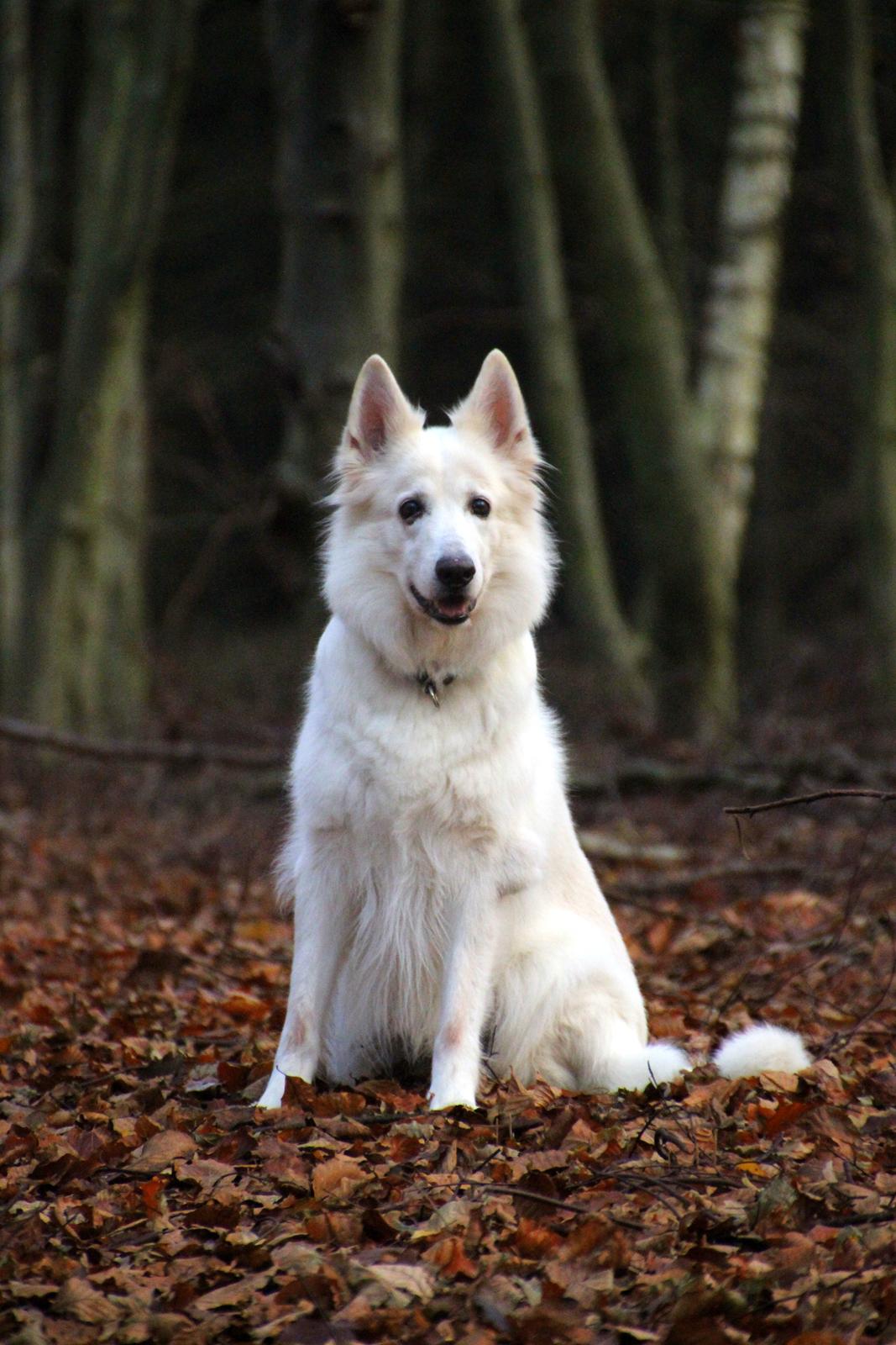 Hvid schæfer Niki billede 7