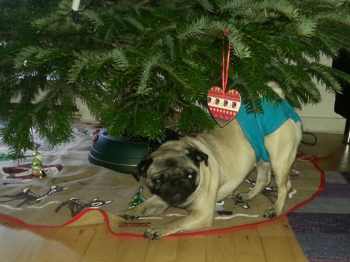 Mops Rosa Himmelhund billede 28