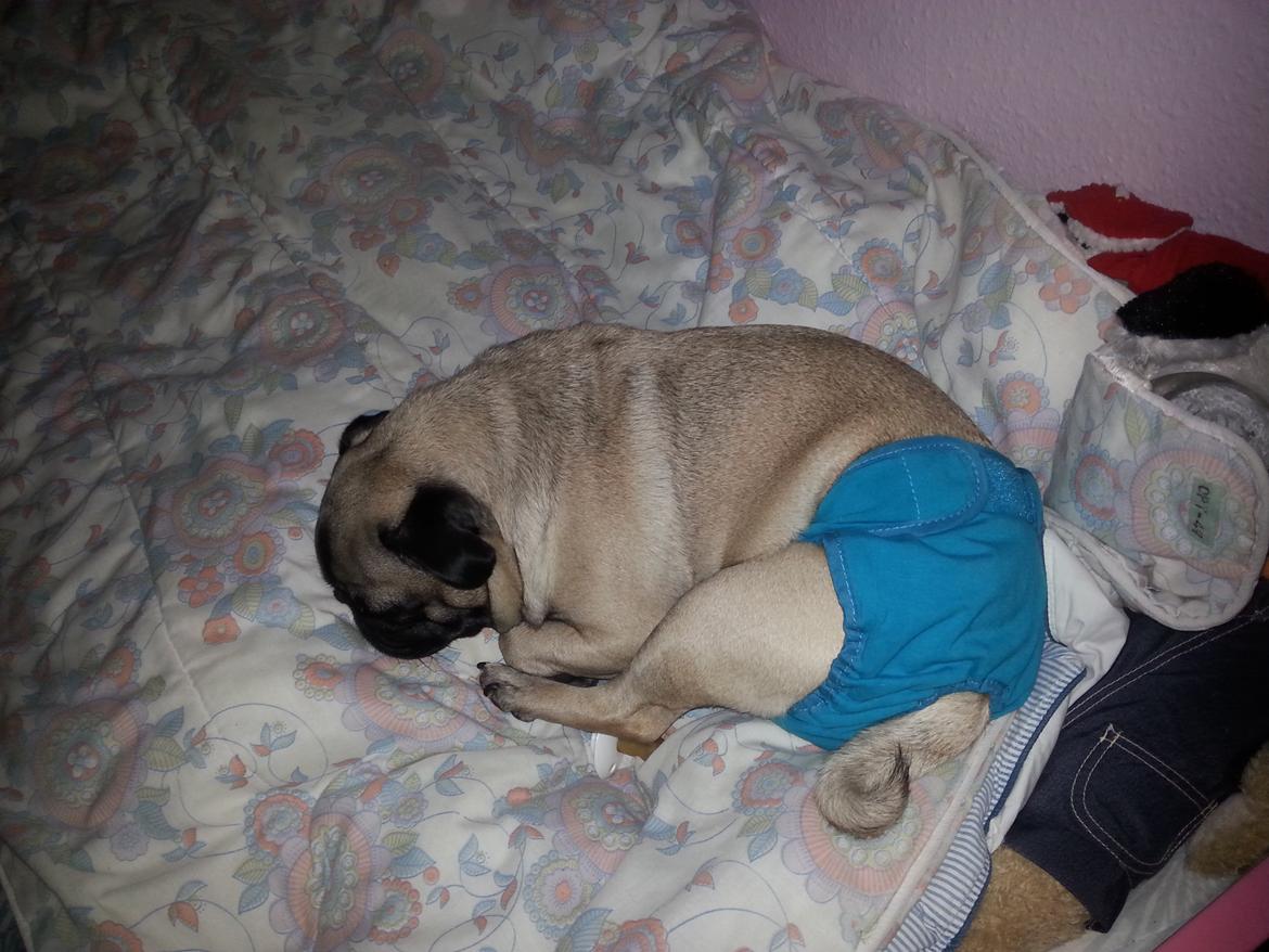 Mops Rosa Himmelhund billede 29