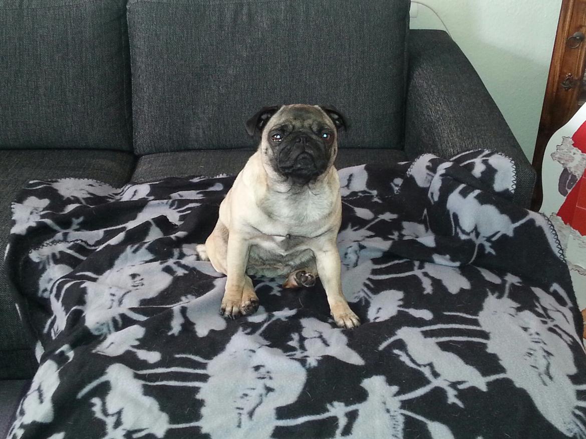 Mops Rosa Himmelhund billede 30